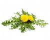 Mniszek lekarski 2.5 kg - EQUIHERBS 